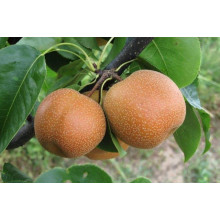 Груша азійська ‘Чоюро’|Pyrus pyrifolia ‘Chojuro’|Груша азиатская ‘Чоюро’