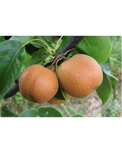 Груша азійська ‘Чоюро’|Pyrus pyrifolia ‘Chojuro’|Груша азиатская ‘Чоюро’