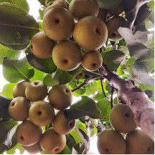 Груша азійська ‘Чоюро’|Pyrus pyrifolia ‘Chojuro’|Груша азиатская ‘Чоюро’