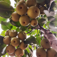 Груша азійська ‘Чоюро’|Pyrus pyrifolia ‘Chojuro’|Груша азиатская ‘Чоюро’