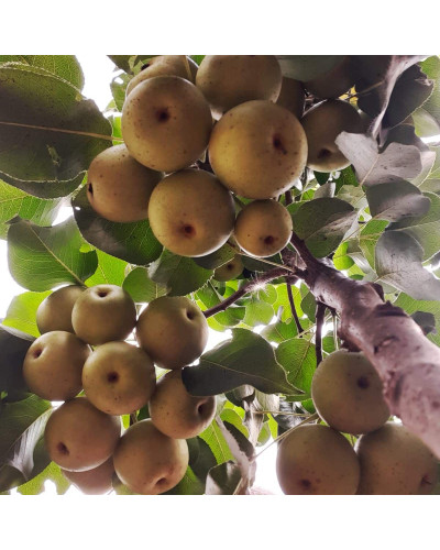 Груша азійська ‘Чоюро’|Pyrus pyrifolia ‘Chojuro’|Груша азиатская ‘Чоюро’
