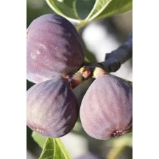 Інжир Київський великоплідний | Ficus carica | Инжир Киевский крупноплодный