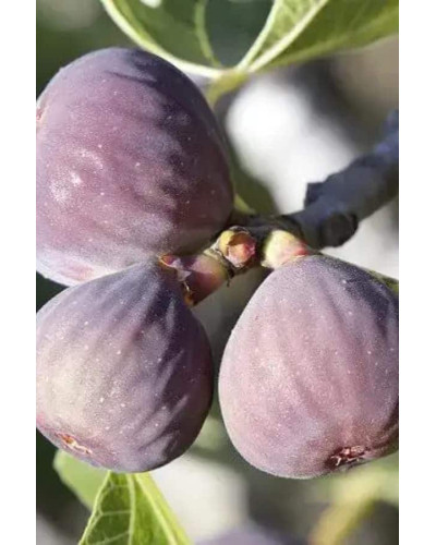 Інжир Київський великоплідний | Ficus carica | Инжир Киевский крупноплодный