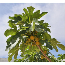 Інжир Київський великоплідний | Ficus carica | Инжир Киевский крупноплодный