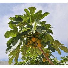 Інжир Київський великоплідний | Ficus carica | Инжир Киевский крупноплодный