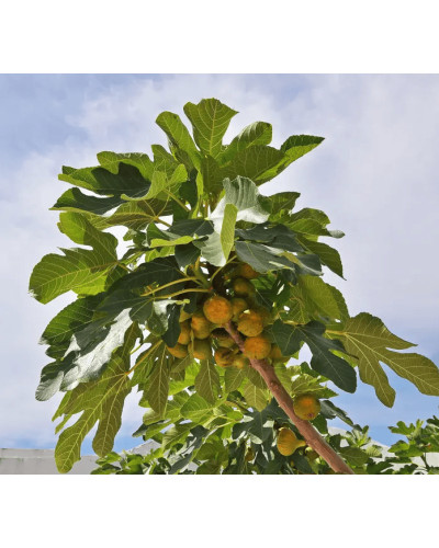 Інжир Київський великоплідний | Ficus carica | Инжир Киевский крупноплодный