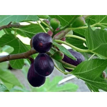 Інжир Київський великоплідний | Ficus carica | Инжир Киевский крупноплодный