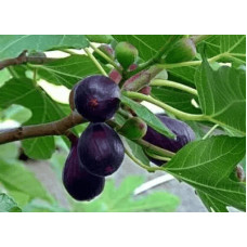 Інжир Київський великоплідний | Ficus carica | Инжир Киевский крупноплодный