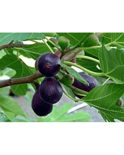 Інжир Київський великоплідний | Ficus carica | Инжир Киевский крупноплодный