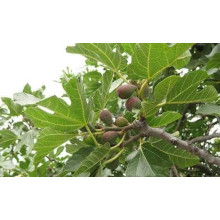 Інжир Київський великоплідний | Ficus carica | Инжир Киевский крупноплодный