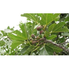 Інжир Київський великоплідний | Ficus carica | Инжир Киевский крупноплодный