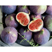 Інжир Київський великоплідний | Ficus carica | Инжир Киевский крупноплодный
