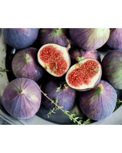 Інжир Київський великоплідний | Ficus carica | Инжир Киевский крупноплодный