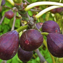 Інжир Київський великоплідний | Ficus carica | Инжир Киевский крупноплодный