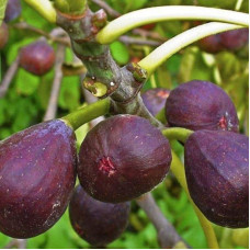 Інжир Київський великоплідний | Ficus carica | Инжир Киевский крупноплодный