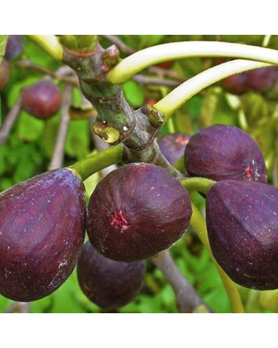 Інжир Київський великоплідний | Ficus carica | Инжир Киевский крупноплодный