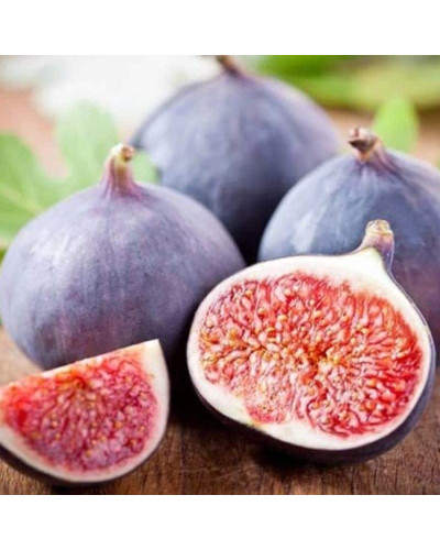Інжир Київський великоплідний | Ficus carica | Инжир Киевский крупноплодный