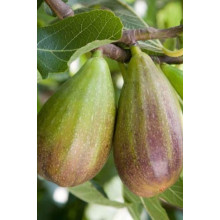 Інжир Texas Еверберінг | Ficus carica ‘Texas Everbearing’ | Инжир Texas Эверберинг