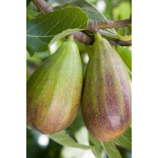 Інжир Texas Еверберінг | Ficus carica ‘Texas Everbearing’ | Инжир Texas Эверберинг