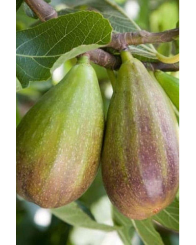 Інжир Texas Еверберінг | Ficus carica ‘Texas Everbearing’ | Инжир Texas Эверберинг