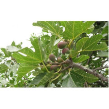 Інжир Texas Еверберінг | Ficus carica ‘Texas Everbearing’ | Инжир Texas Эверберинг