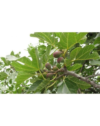 Інжир Texas Еверберінг | Ficus carica ‘Texas Everbearing’ | Инжир Texas Эверберинг