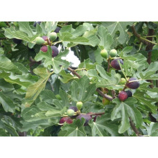 Інжир Texas Еверберінг | Ficus carica ‘Texas Everbearing’ | Инжир Texas Эверберинг