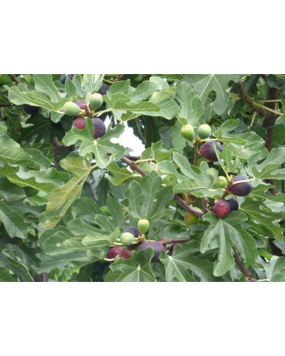 Інжир Texas Еверберінг | Ficus carica ‘Texas Everbearing’ | Инжир Texas Эверберинг