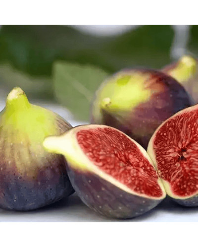 Інжир Texas Еверберінг | Ficus carica ‘Texas Everbearing’ | Инжир Texas Эверберинг