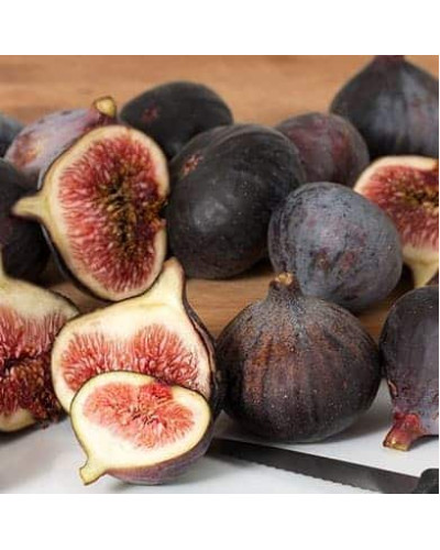 Інжир Texas Еверберінг | Ficus carica ‘Texas Everbearing’ | Инжир Texas Эверберинг