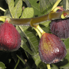 Інжир Texas Еверберінг | Ficus carica ‘Texas Everbearing’ | Инжир Texas Эверберинг