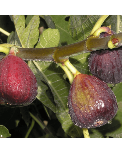 Інжир Texas Еверберінг | Ficus carica ‘Texas Everbearing’ | Инжир Texas Эверберинг