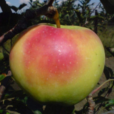 Яблуня домашня Мутсу (зимова) | Яблоня домашняя Мутсу (зимняя) | Malus domestica Mutsu