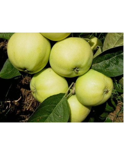 Яблуня Сніжний Кальвіль (зимова) | Яблоня Снежный Кальвиль (зимняя) | Malus domestica Snezhnyy Kalvil