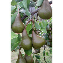 Груша звичайна Бере Боск | Pyrus communis Beurre Bosc | Груша обыкновенная Бере Боск