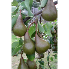 Груша звичайна Бере Боск | Pyrus communis Beurre Bosc | Груша обыкновенная Бере Боск