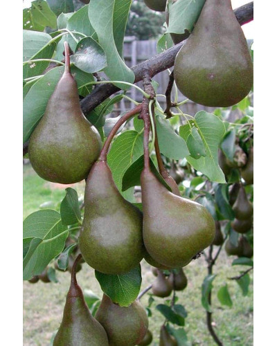 Груша звичайна Бере Боск | Pyrus communis Beurre Bosc | Груша обыкновенная Бере Боск