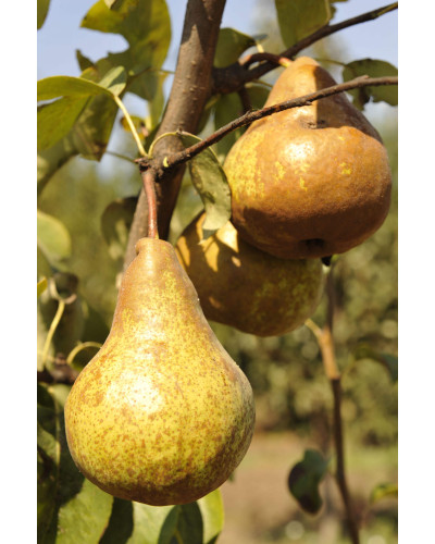 Груша звичайна Бере Боск | Pyrus communis Beurre Bosc | Груша обыкновенная Бере Боск