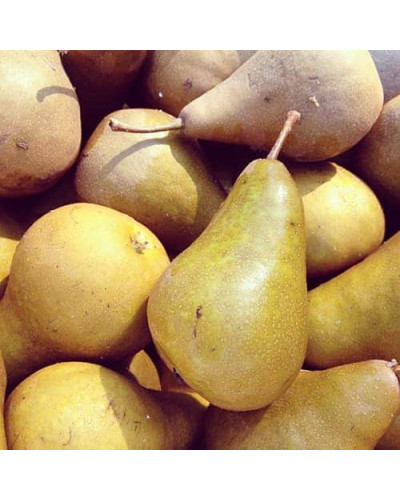 Груша звичайна Бере Боск | Pyrus communis Beurre Bosc | Груша обыкновенная Бере Боск