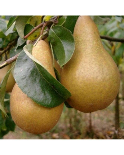 Груша звичайна Бере Боск | Pyrus communis Beurre Bosc | Груша обыкновенная Бере Боск