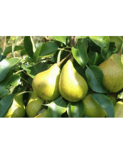 Груша звичайна Бере Боск | Pyrus communis Beurre Bosc | Груша обыкновенная Бере Боск