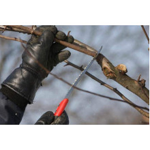 Груша звичайна Бере Боск | Pyrus communis Beurre Bosc | Груша обыкновенная Бере Боск