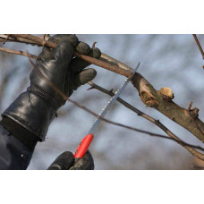 Груша звичайна Бере Боск | Pyrus communis Beurre Bosc | Груша обыкновенная Бере Боск
