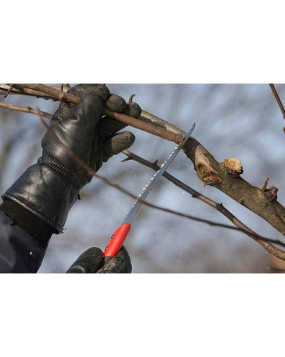 Груша звичайна Бере Боск | Pyrus communis Beurre Bosc | Груша обыкновенная Бере Боск