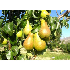 Груша звичайна Бере Боск | Pyrus communis Beurre Bosc | Груша обыкновенная Бере Боск