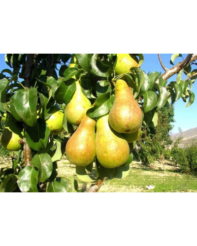 Груша звичайна Бере Боск | Pyrus communis Beurre Bosc | Груша обыкновенная Бере Боск