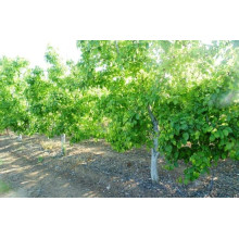 Груша звичайна Бере Боск | Pyrus communis Beurre Bosc | Груша обыкновенная Бере Боск