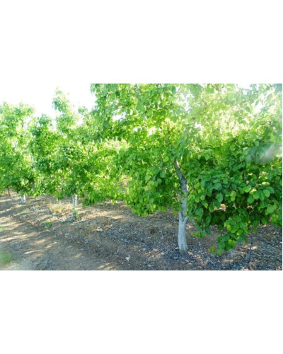 Груша звичайна Бере Боск | Pyrus communis Beurre Bosc | Груша обыкновенная Бере Боск