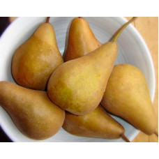 Груша звичайна Бере Боск | Pyrus communis Beurre Bosc | Груша обыкновенная Бере Боск