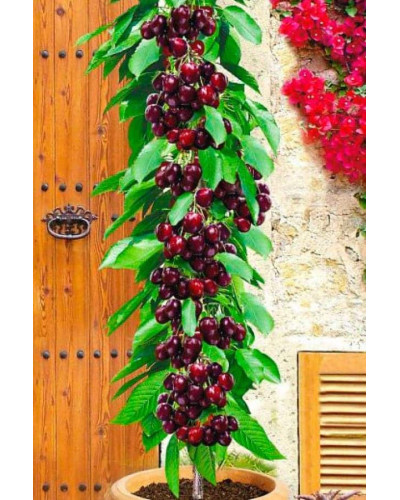 Вишня колоновидна | Вишня колоновидная | Prunus cerasus columnar